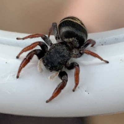 Unidentified Jumping or peacock spider (Salticidae) at Bega, NSW - 7 Sep 2020 by StephH