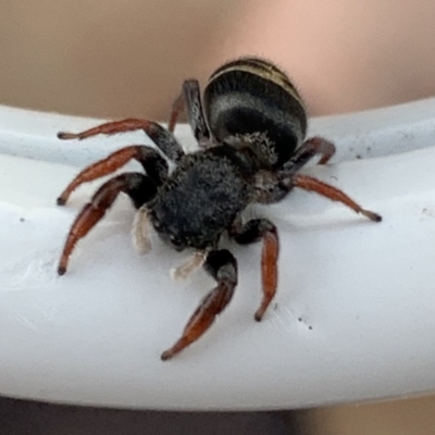 Apricia jovialis (Jovial jumping spider) at Bega, NSW - 7 Sep 2020 by StephH