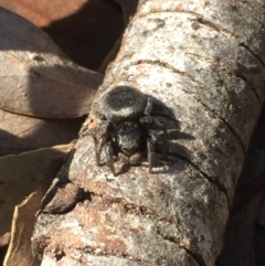 Unidentified Jumping or peacock spider (Salticidae) at Aranda, ACT - 7 Sep 2020 by Jubeyjubes