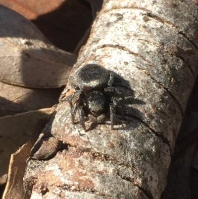 Unidentified Jumping or peacock spider (Salticidae) at Aranda, ACT - 7 Sep 2020 by Jubeyjubes