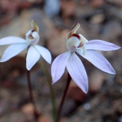 Caladenia fuscata (Dusky Fingers) at O'Connor, ACT - 6 Sep 2020 by RWPurdie
