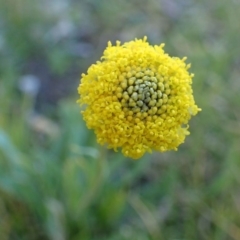 Craspedia variabilis (Common Billy Buttons) at Black Mountain - 6 Sep 2020 by RWPurdie