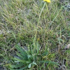 Craspedia variabilis at O'Connor, ACT - 7 Sep 2020