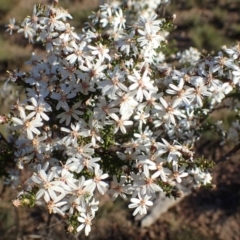 Olearia microphylla (Olearia) at Black Mountain - 6 Sep 2020 by RWPurdie