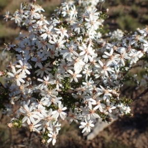 Olearia microphylla at O'Connor, ACT - 7 Sep 2020