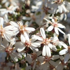 Olearia microphylla at O'Connor, ACT - 7 Sep 2020