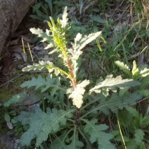 Senecio hispidulus at Isaacs Ridge - 6 Sep 2020