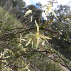 Clematis leptophylla (Small-leaf Clematis, Old Man's Beard) at Aranda Bushland - 5 Sep 2020 by MatthewFrawley