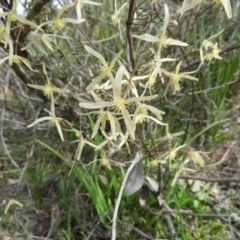 Clematis leptophylla at Holt, ACT - 5 Sep 2020