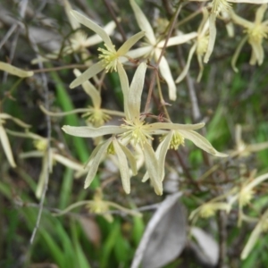 Clematis leptophylla at Holt, ACT - 5 Sep 2020