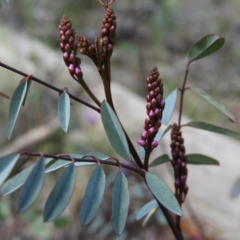 Indigofera australis subsp. australis (Australian Indigo) at Holt, ACT - 5 Sep 2020 by MatthewFrawley