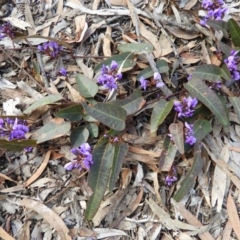 Hardenbergia violacea (False Sarsaparilla) at Holt, ACT - 5 Sep 2020 by MatthewFrawley