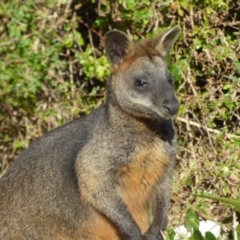 Wallabia bicolor (Swamp Wallaby) at Murrah, NSW - 19 Jul 2020 by Jackie Lambert