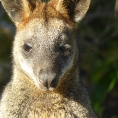 Wallabia bicolor at Murrah, NSW - 19 Jul 2020