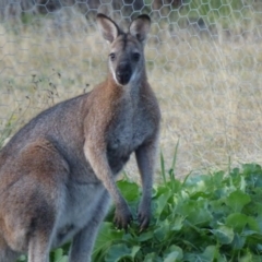 Notamacropus rufogriseus (Red-necked Wallaby) at Quaama, NSW - 21 Jul 2020 by JackieLambert