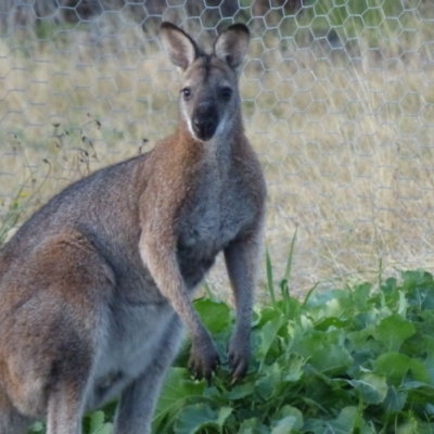 Notamacropus rufogriseus (Red-necked Wallaby) at Quaama, NSW - 21 Jul 2020 by Jackie Lambert