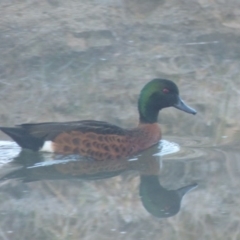 Anas castanea (Chestnut Teal) at Quaama, NSW - 21 Jul 2020 by Jackie Lambert