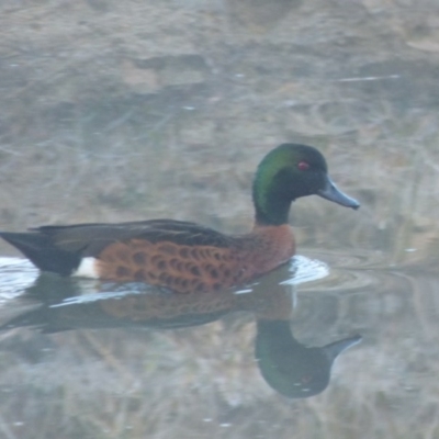 Anas castanea (Chestnut Teal) at Quaama, NSW - 22 Jul 2020 by JackieLambert