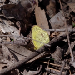 Eurema smilax (Small Grass-yellow) at Mullion, NSW - 6 Sep 2020 by DPRees125