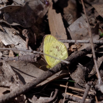Eurema smilax (Small Grass-yellow) at Mullion, NSW - 6 Sep 2020 by DPRees125