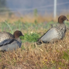 Chenonetta jubata (Australian Wood Duck) at Quaama, NSW - 22 Jul 2020 by JackieLambert