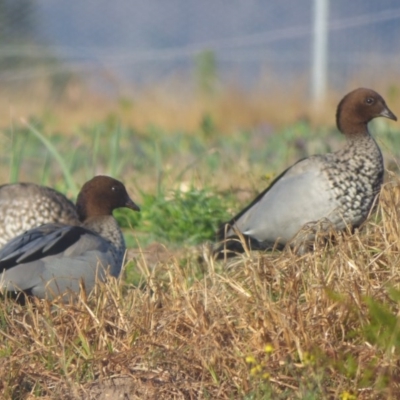 Chenonetta jubata (Australian Wood Duck) at Quaama, NSW - 22 Jul 2020 by JackieLambert