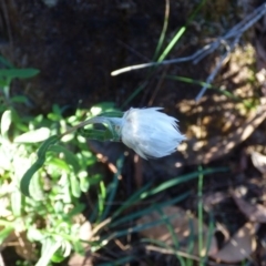 Helichrysum leucopsideum (Satin Everlasting) at Biamanga National Park - 22 Jul 2020 by JackieLambert