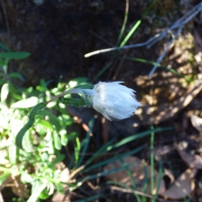 Helichrysum leucopsideum (Satin Everlasting) at Quaama, NSW - 22 Jul 2020 by JackieLambert