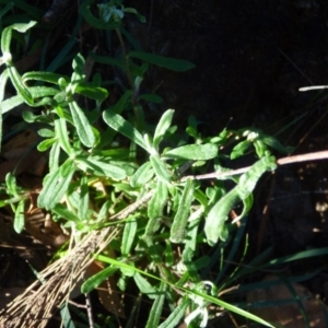 Helichrysum leucopsideum at Quaama, NSW - 22 Jul 2020