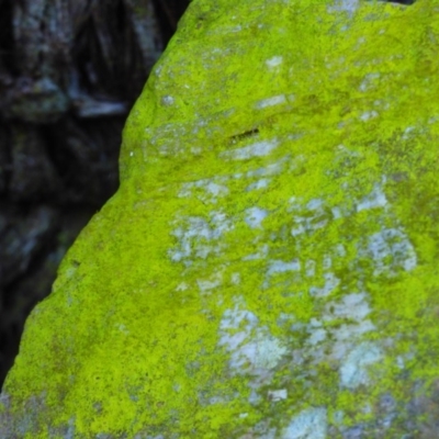 Unidentified Lichen at Biamanga National Park - 22 Jul 2020 by Jackie Lambert