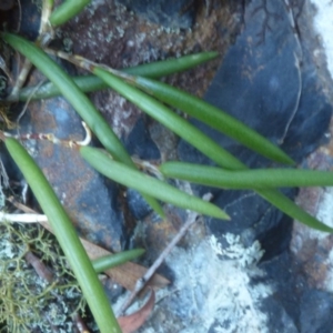 Dockrillia striolata at Quaama, NSW - suppressed