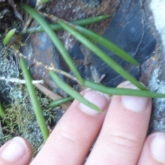 Dockrillia striolata at Quaama, NSW - suppressed