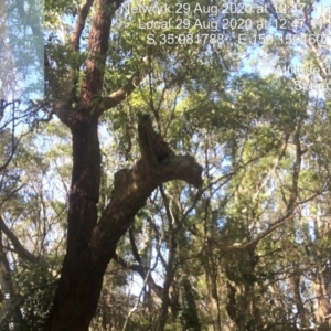 Native tree with hollow(s) at Meringo, NSW - 29 Aug 2020