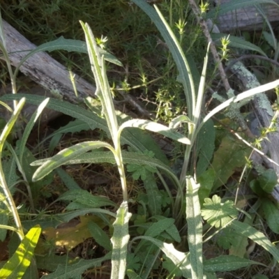 Senecio quadridentatus (Cotton Fireweed) at Isaacs, ACT - 6 Sep 2020 by Mike