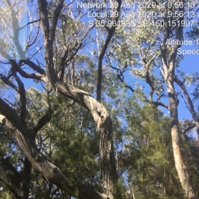 Native tree with hollow(s) (Native tree with hollow(s)) at Eurobodalla National Park - 28 Aug 2020 by nickhopkins