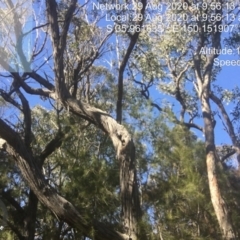 Native tree with hollow(s) (Native tree with hollow(s)) at Eurobodalla National Park - 28 Aug 2020 by nickhopkins