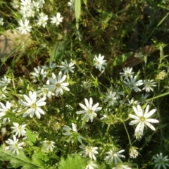 Stellaria pungens (Prickly Starwort) at Isaacs, ACT - 6 Sep 2020 by Mike