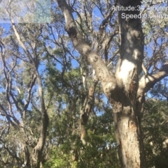 Native tree with hollow(s) (Native tree with hollow(s)) at Congo, NSW - 29 Aug 2020 by nickhopkins