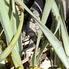 Lomandra bracteata (Small Matrush) at Red Hill, ACT - 6 Sep 2020 by KL