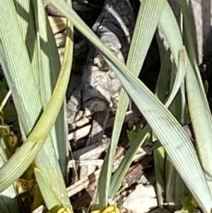 Lomandra bracteata at Red Hill, ACT - 6 Sep 2020 12:17 PM