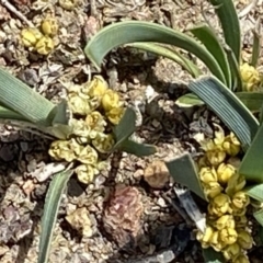 Lomandra bracteata at Red Hill, ACT - 6 Sep 2020 12:17 PM