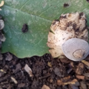 Geastrum tenuipes at Page, ACT - suppressed