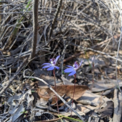 Cyanicula caerulea (Blue Fingers, Blue Fairies) at Cuumbeun Nature Reserve - 7 Sep 2020 by MattM