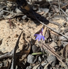 Cyanicula caerulea at Carwoola, NSW - 7 Sep 2020