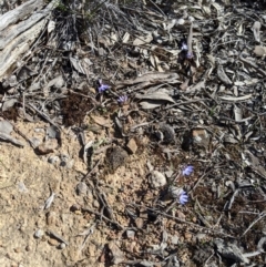 Cyanicula caerulea at Carwoola, NSW - 7 Sep 2020