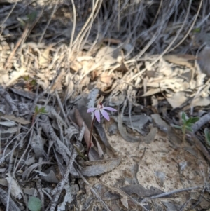 Caladenia fuscata at Carwoola, NSW - suppressed