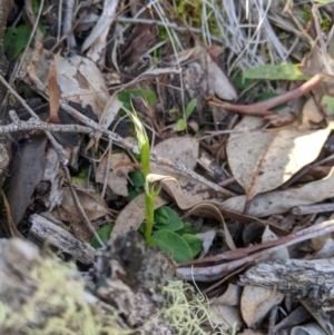 Pterostylis pedunculata at Carwoola, NSW - suppressed