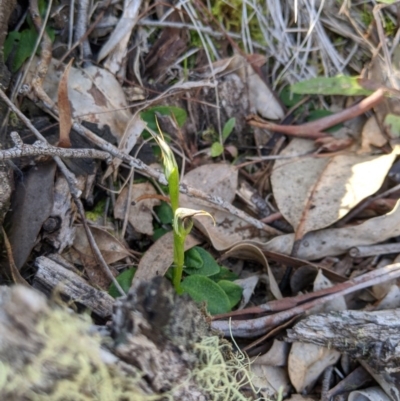 Pterostylis pedunculata (Maroonhood) at Cuumbeun Nature Reserve - 7 Sep 2020 by MattM