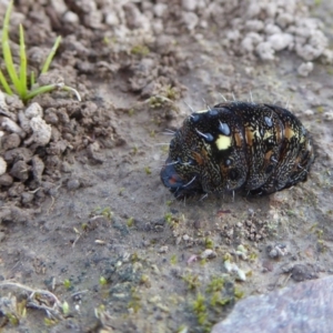 Apina callisto at Yass River, NSW - 6 Sep 2020