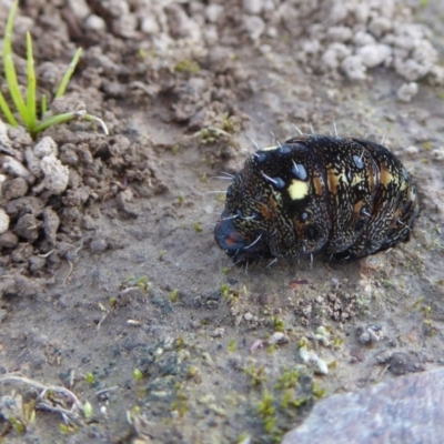 Apina callisto (Pasture Day Moth) at Yass River, NSW - 6 Sep 2020 by SenexRugosus